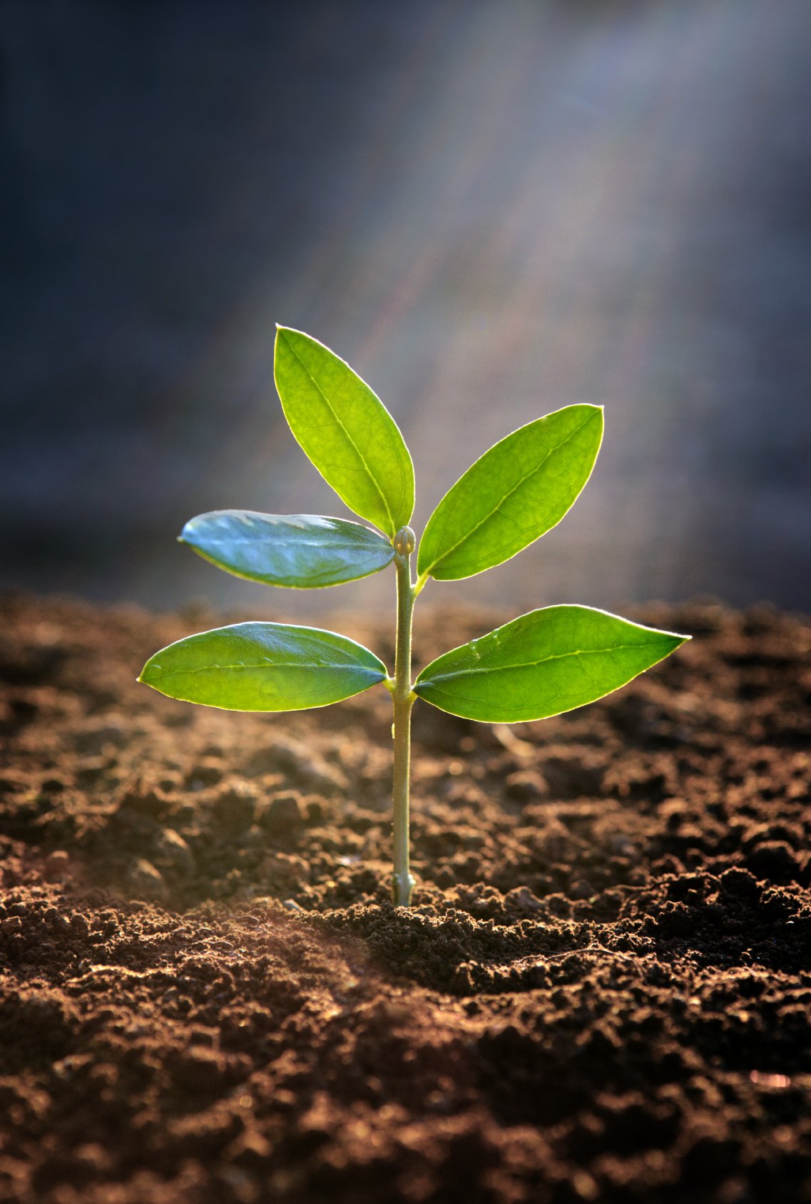 Geschichte Die Samen