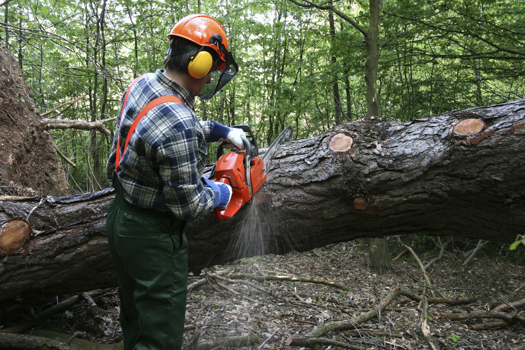 Empresa para cortar, talar o podar un árbol en Madrid. ⭐ VISITA LA WEB Empresa para cortar, talar o podar un árbol en Madrid. ⭐ VISITA LA WEB