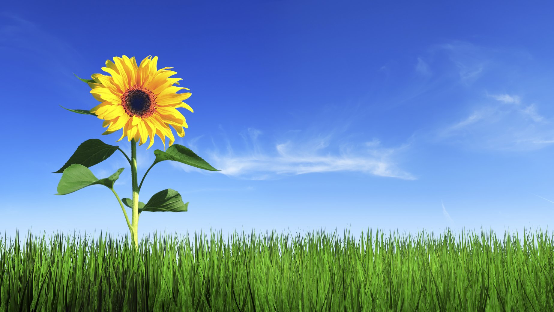 Eine starke und wunderschöne Sonnenblume auf grüner Wiese bei strahlend blauem Himmel.