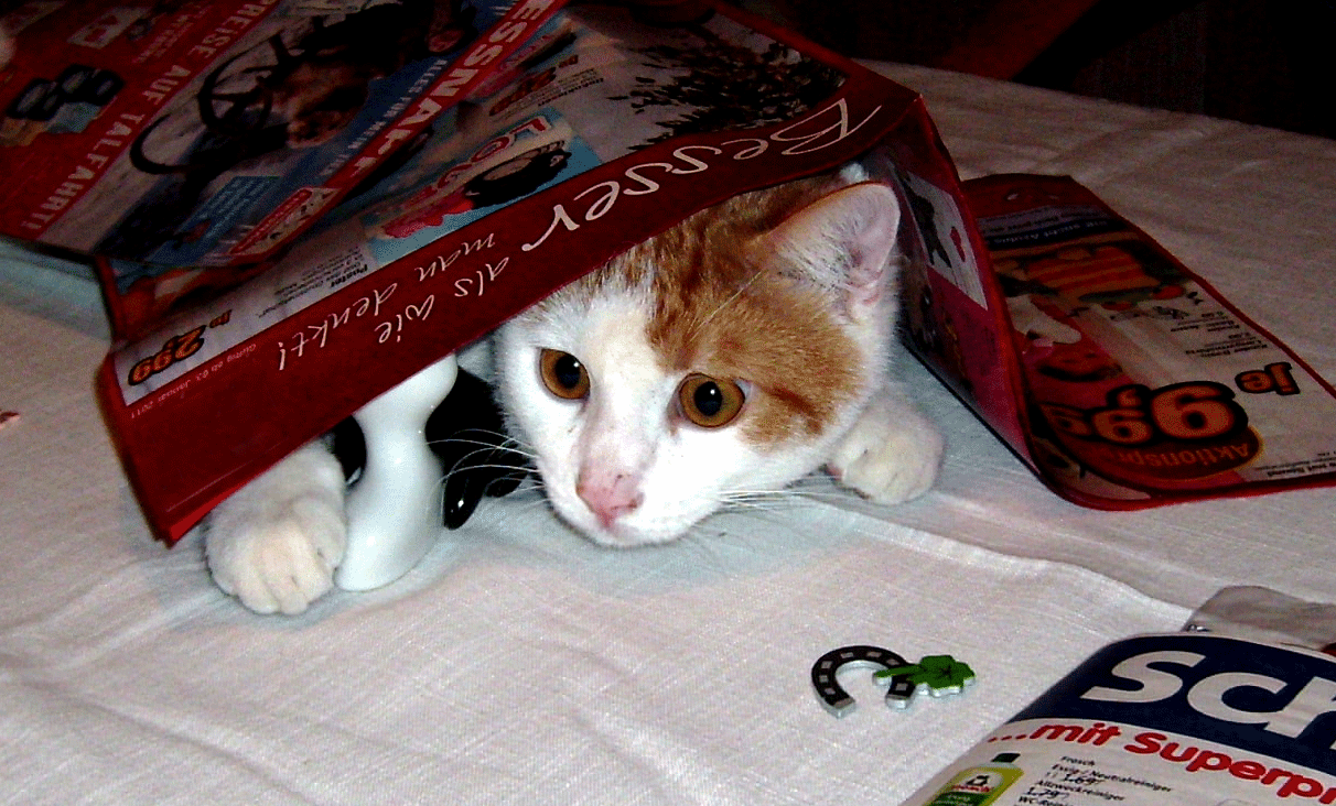 Der Kater und ein Drache