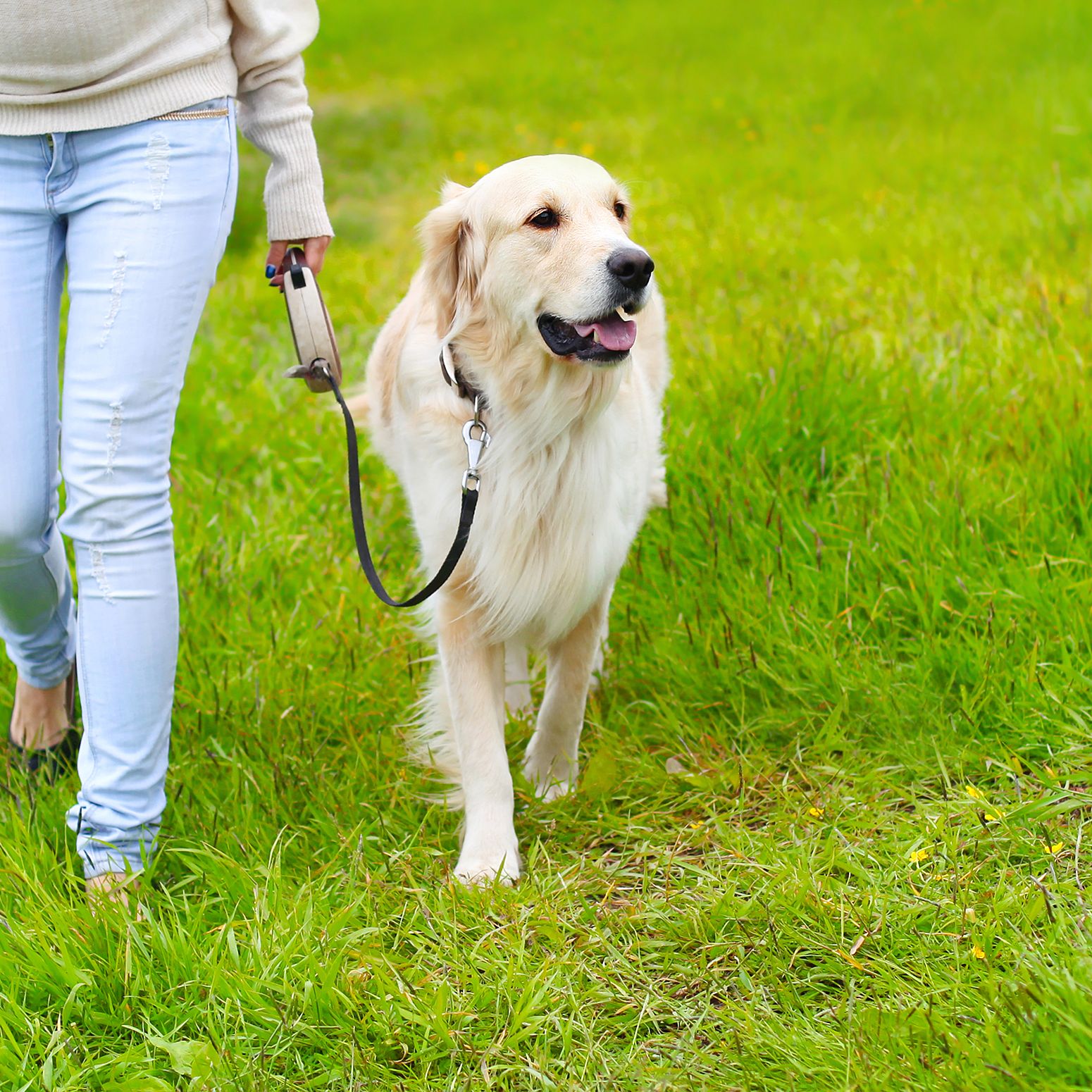 Leinenführigkeit, Hund