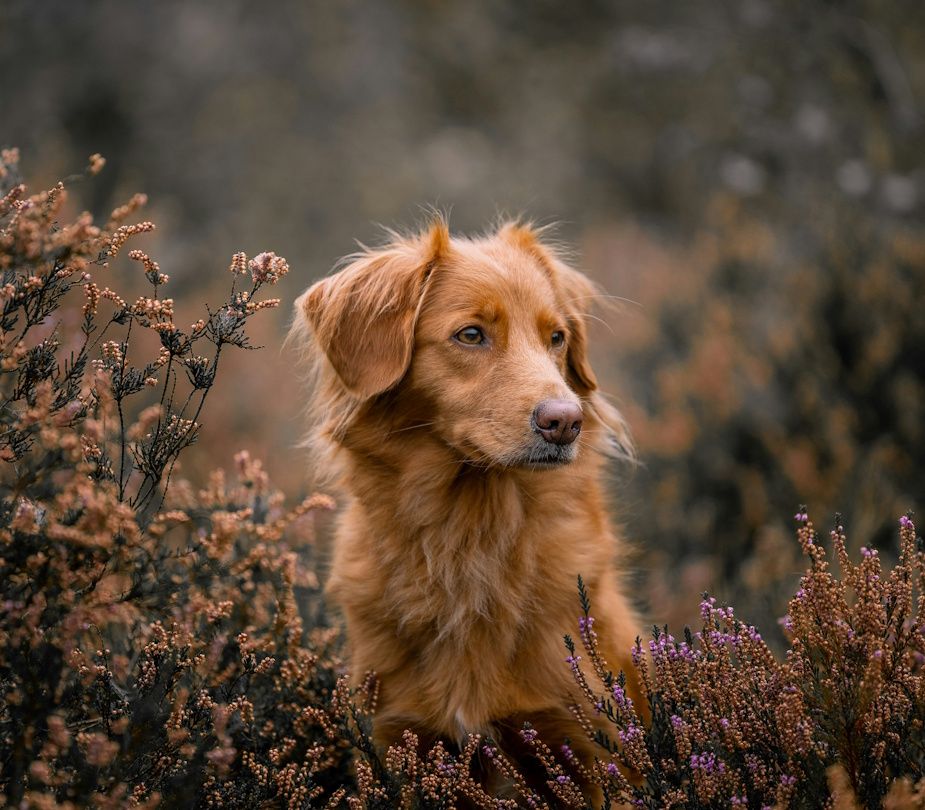 Wald und Hund Hundetraining Dummy Ersttermin