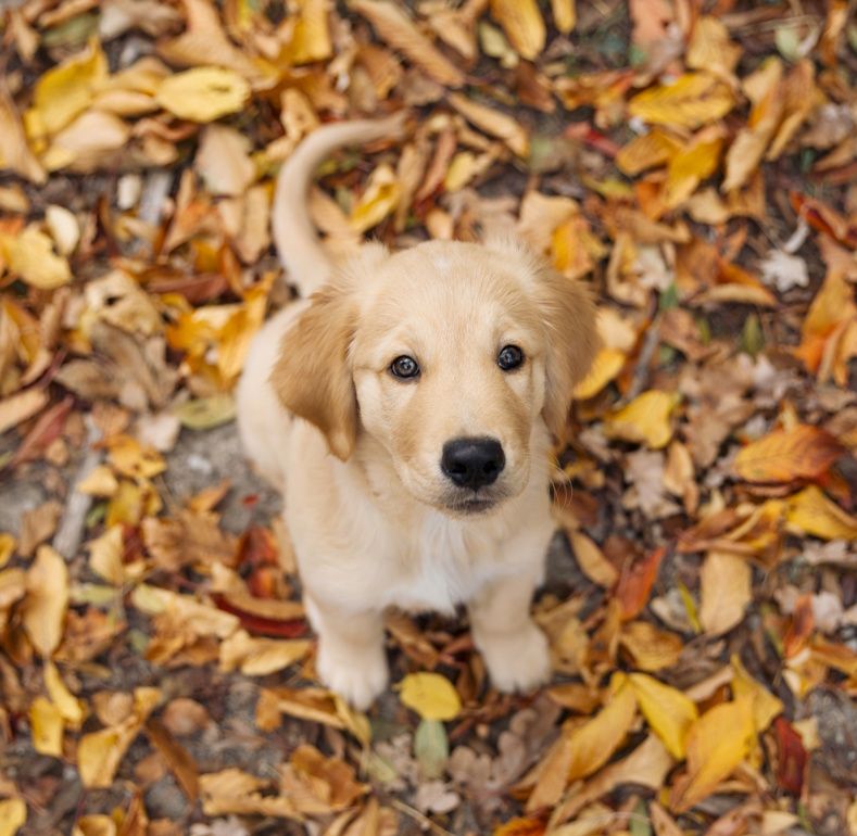 Wald und Hund Hundetraining Dummy Welpen