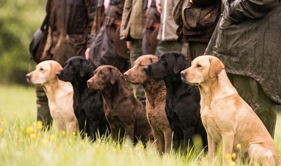 Wald und Hund Hundetraining Dummy Gruppentraining