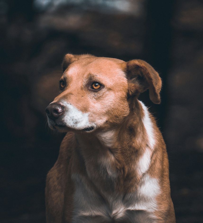 Wald und Hund Hundetraining Erziehung und Beratung Problemverhalten
