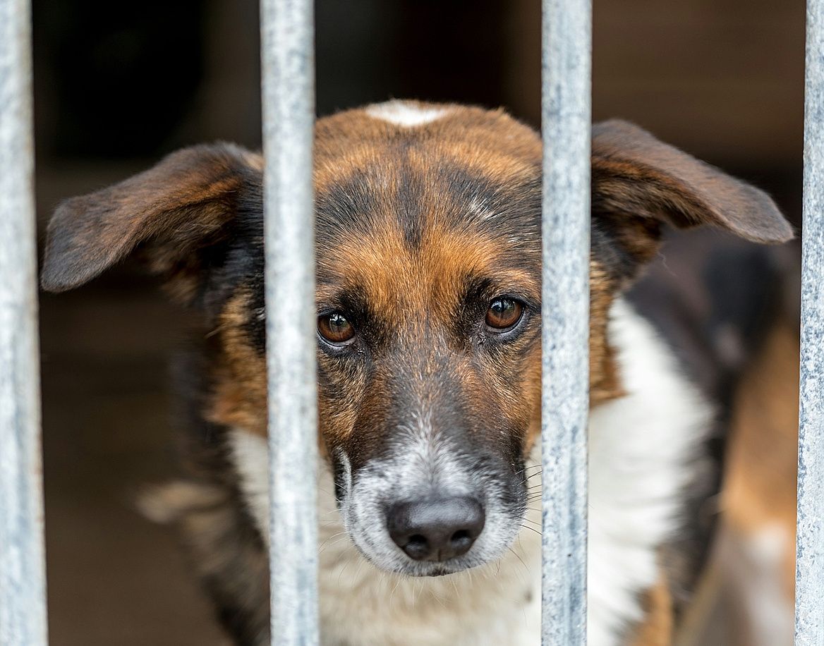 Wald und Hund Hundetraining Erziehung und Beratung Tierchutzhunde