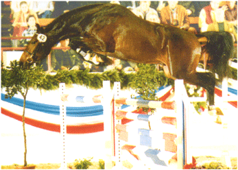 Springhengst Cuper im Freispringen bei seiner Körung