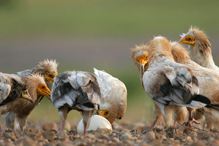 Migration du vautour percnoptère