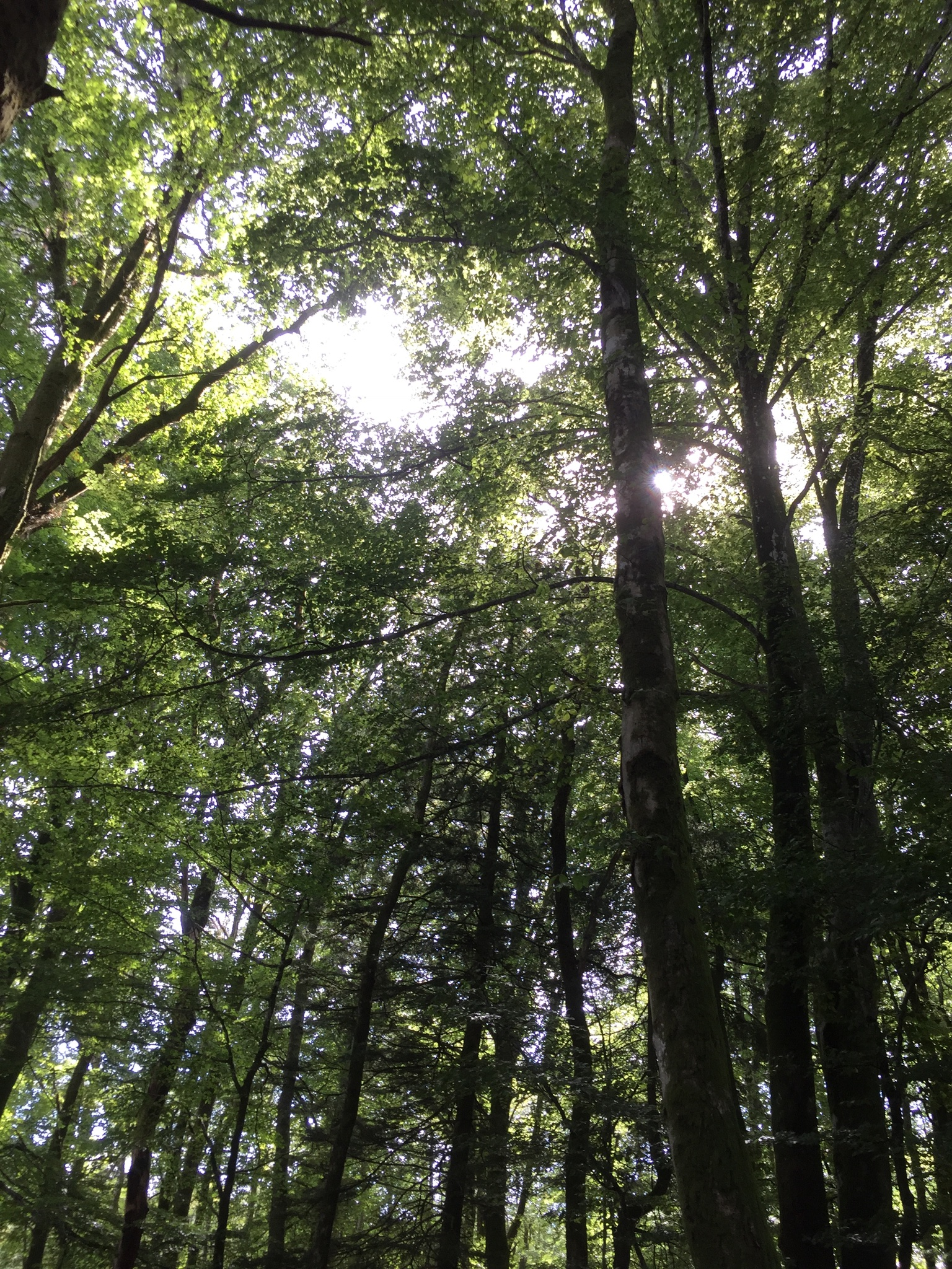 Sous les arbres