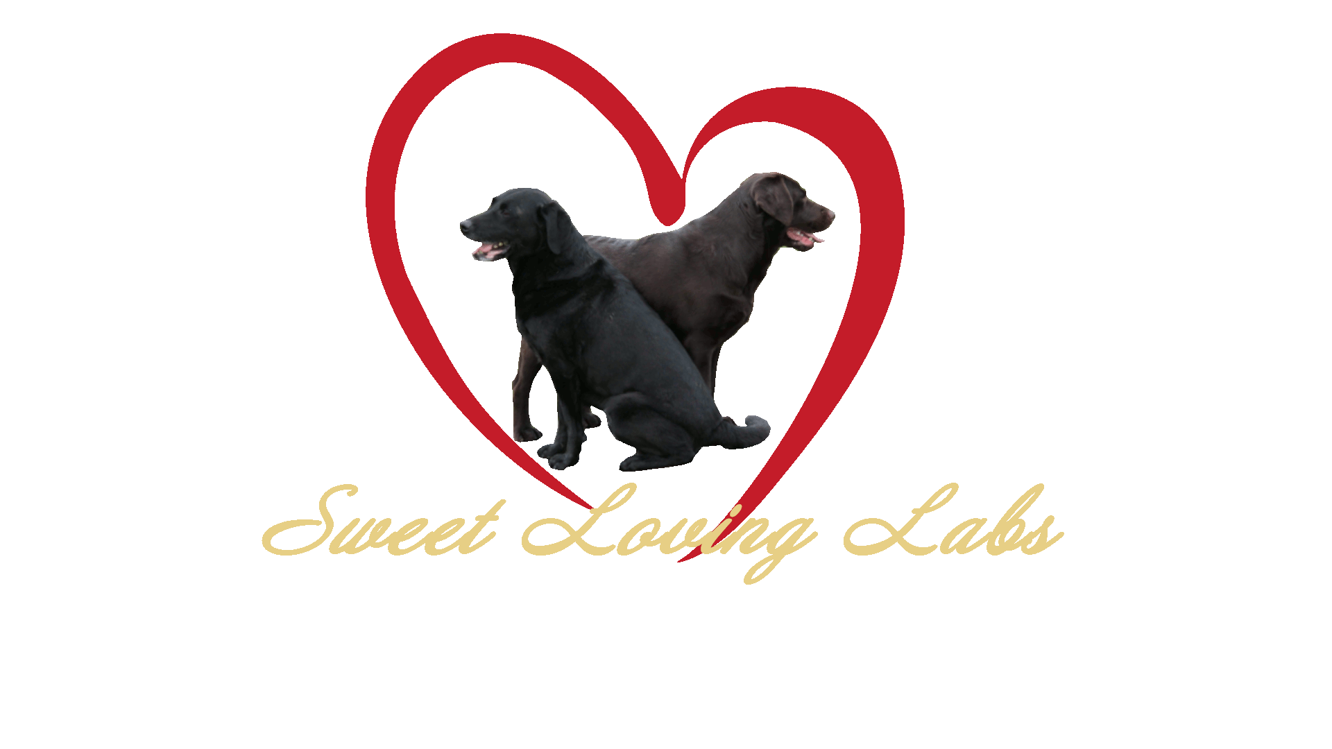 sweet loving labs