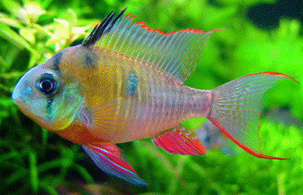 TMIKROGEOPHAGUS ALTISPINOSUS TMIKROGEOPHAGUS ALTISPINOSUS