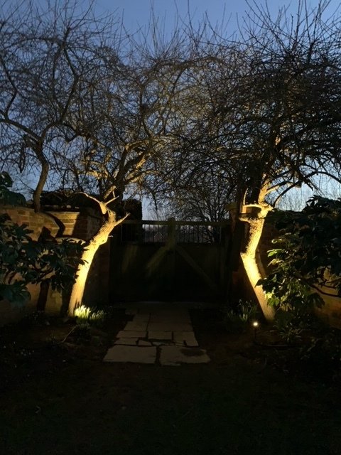 Tree Uplights