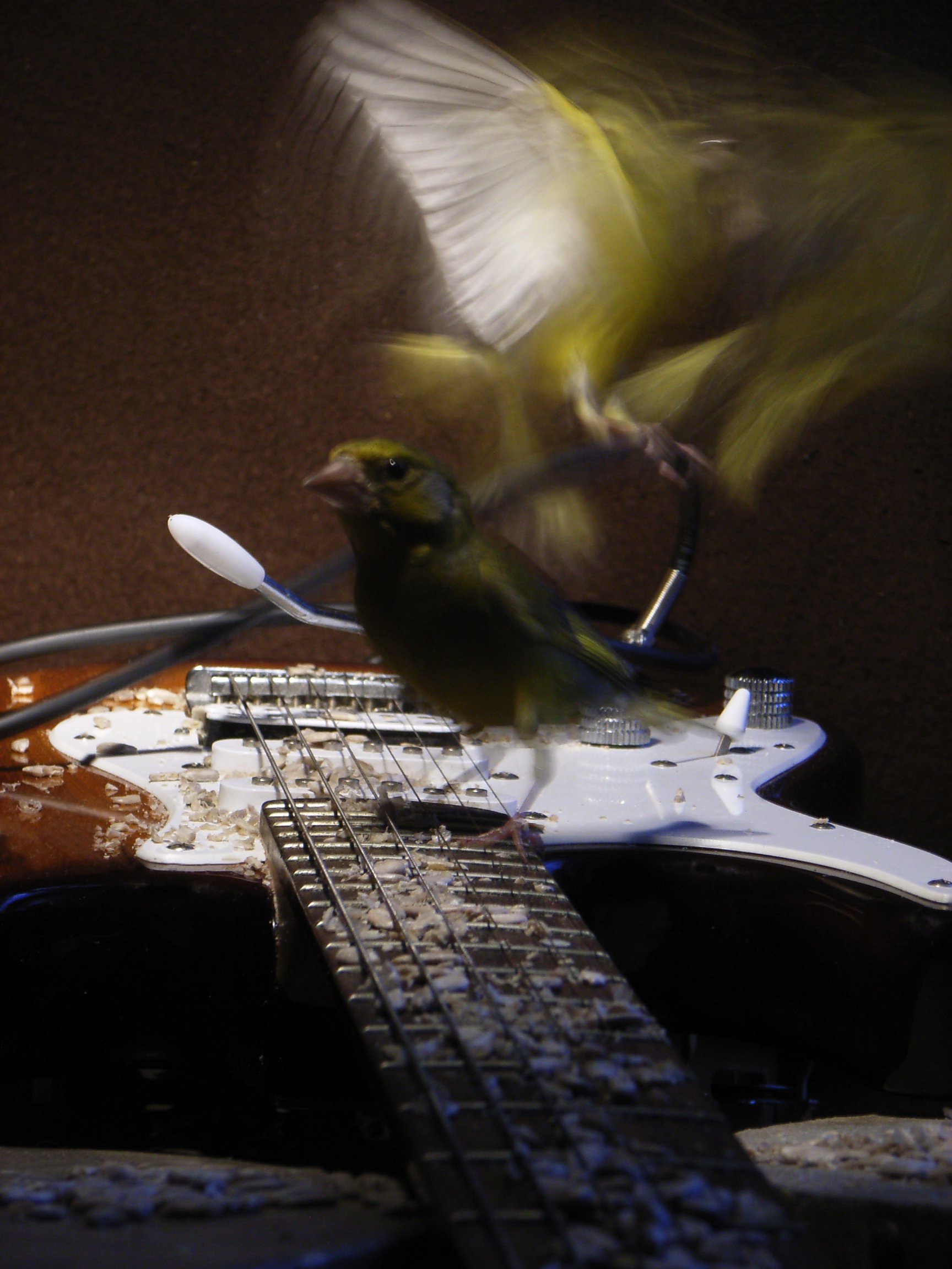 Flatternde Grünfinken zwischen Instrumenten. Aus dem Klangkunstwerk „Vogeltrommel“.