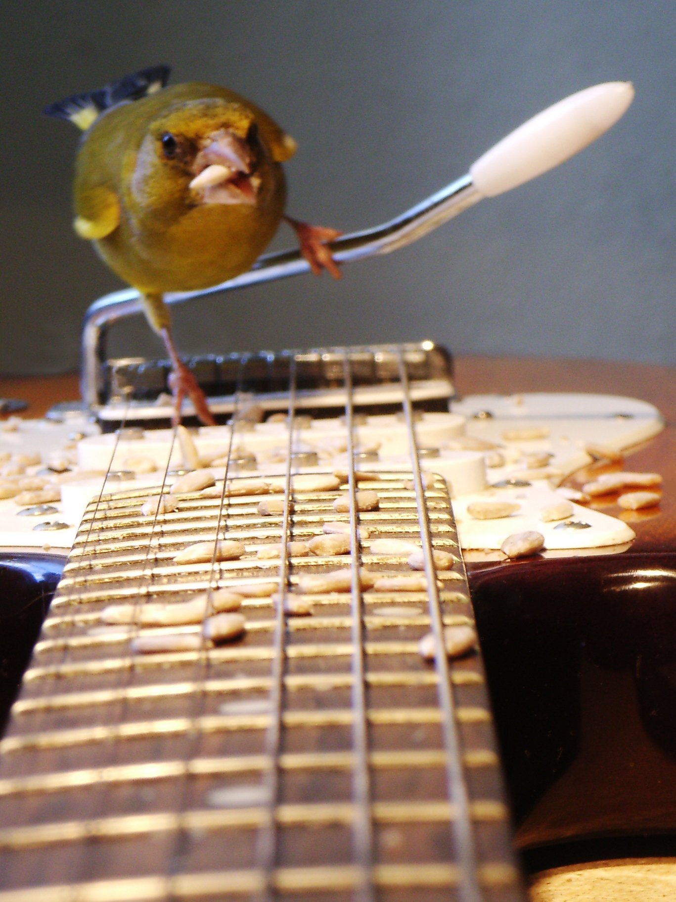 Grünling auf den Saiten einer E-Gitarre. Aus dem Klangkunstwerk „Vogeltrommel“.