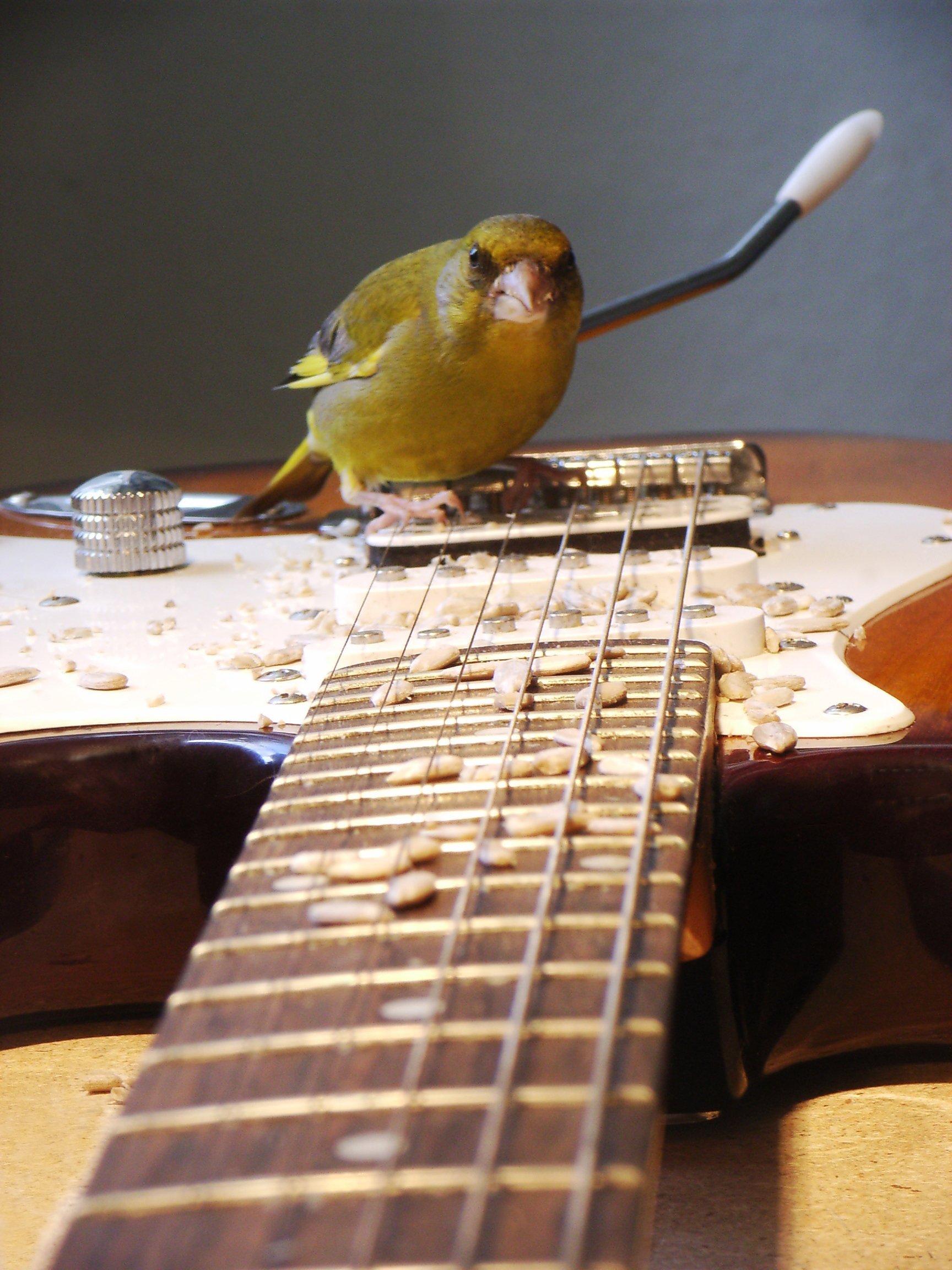 Grünling auf den Saiten einer E-Gitarre. Aus dem Klangkunstwerk „Vogeltrommel“.