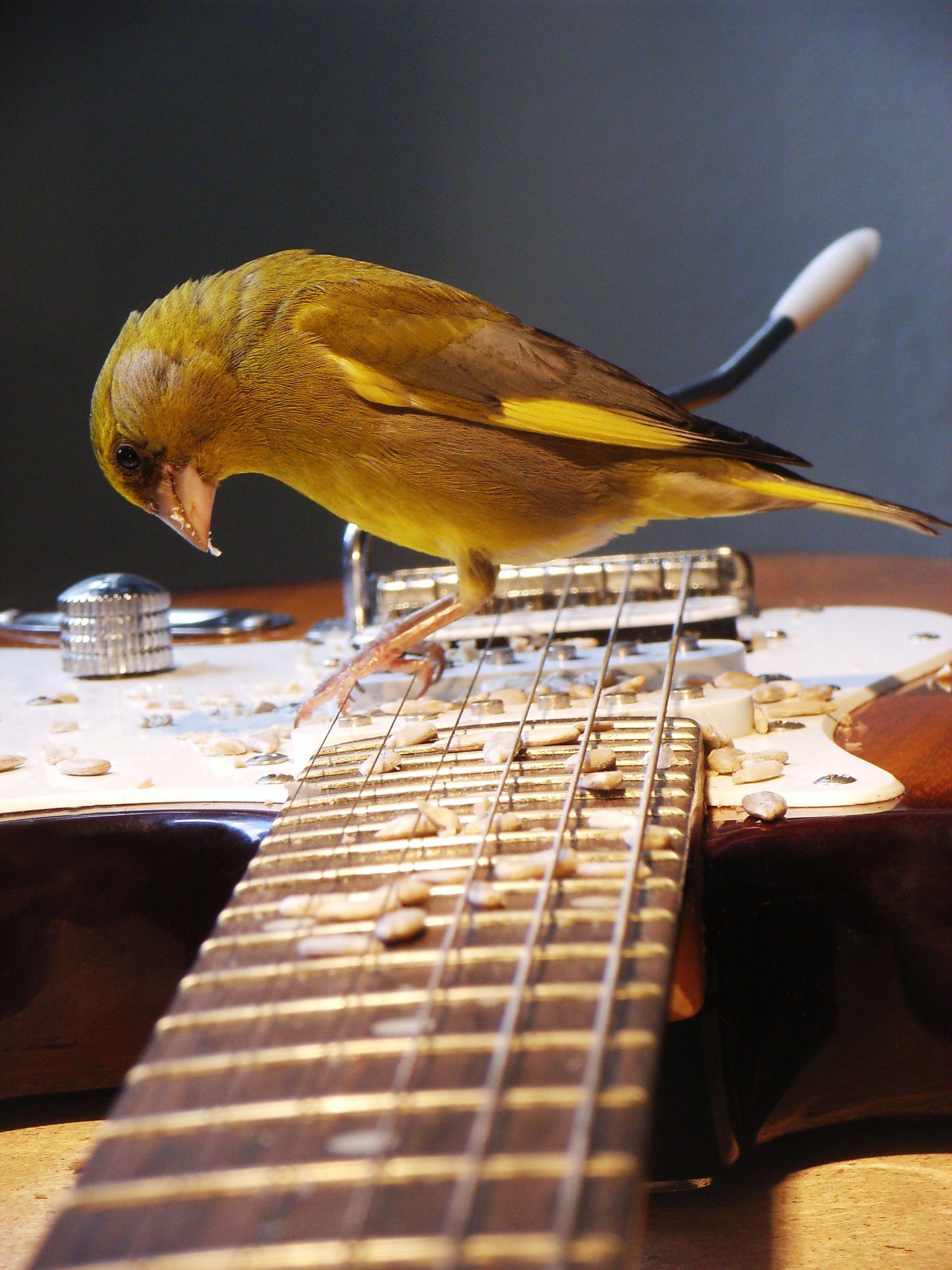 Suchender Grünling auf E-Gitarre. Aus dem Klangkunstwerk Vogeltrommel von Carsten Schneider