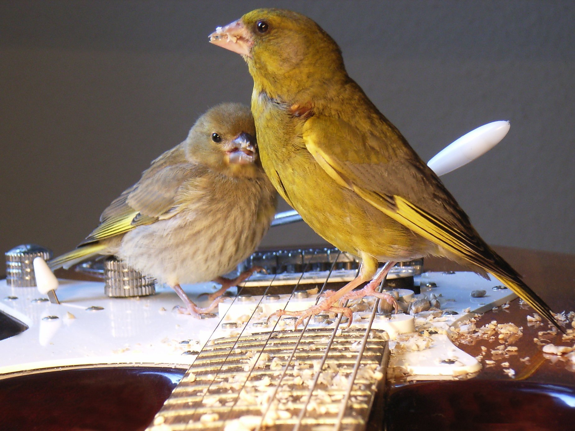 Grünlingsmutter mit Jungvogel auf den Saiten einer E-Gitarre. Aus dem Klangkunstwerk „Vogeltrommel“.