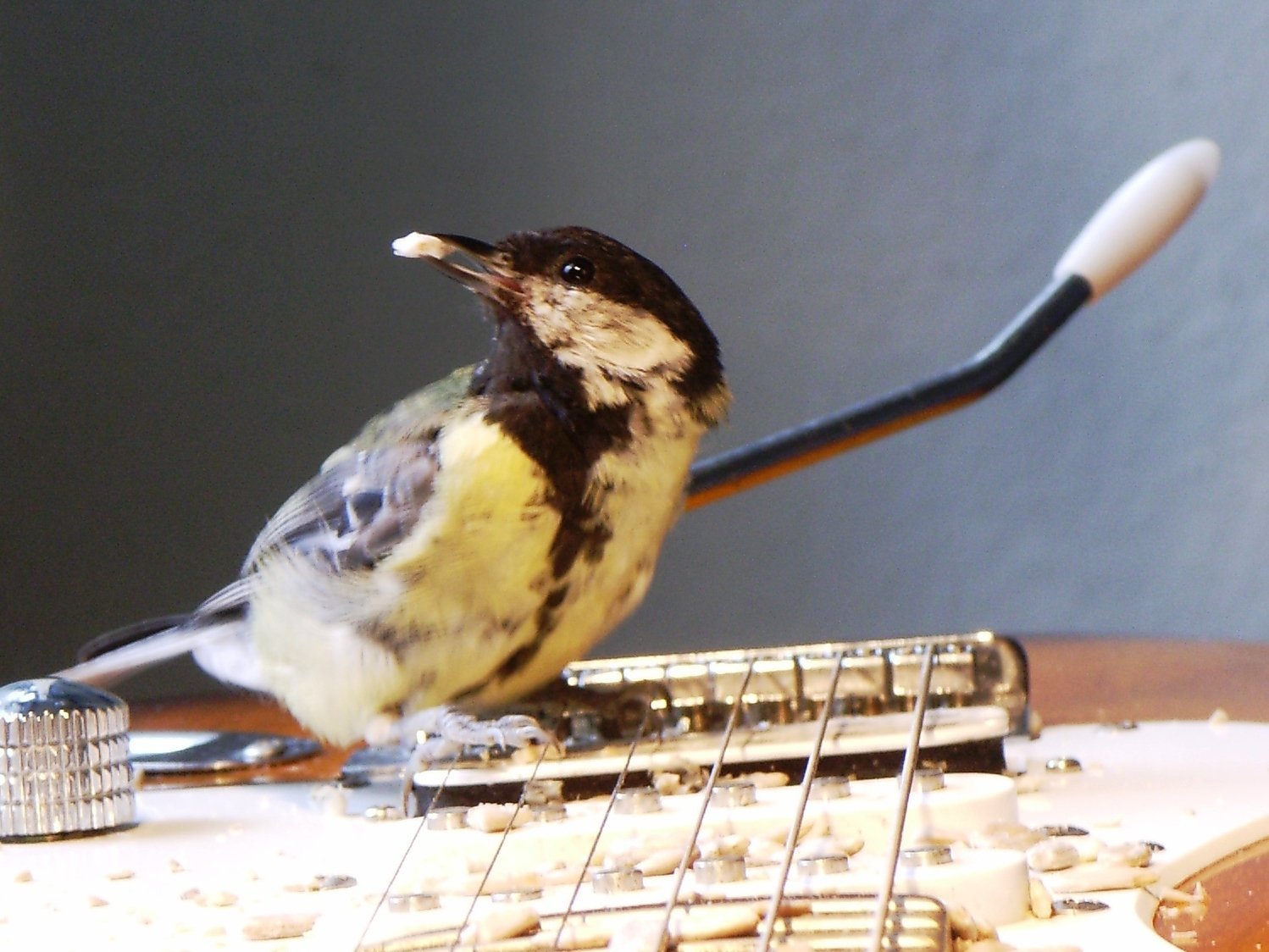 Kohlmeisenküken mit Körnchen im Schnabel auf den Saiten einer E-Gitarre. Aus dem Klangkunstwerk „Vogeltrommel“.
