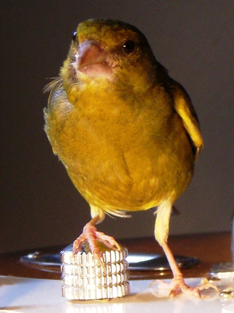 Vogel 'Pirat' auf E-Gitarre, Projekt Vogeltrommel, Carsten Schneider. Klangkunst aus Originalton-Aufnahmen.