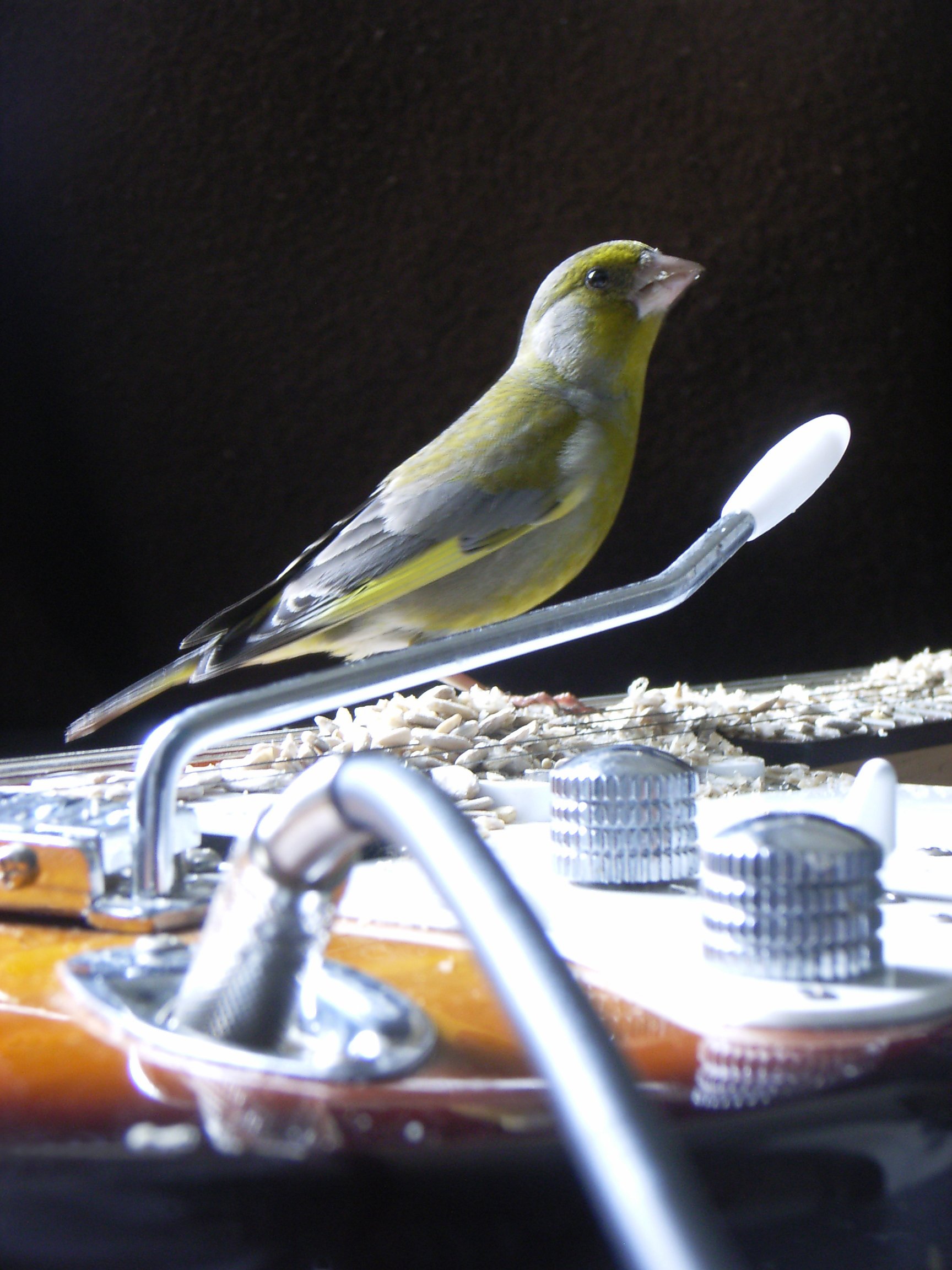 Grünling auf E-Gitarre. Aus dem Klangkunstwerk Vogeltrommel