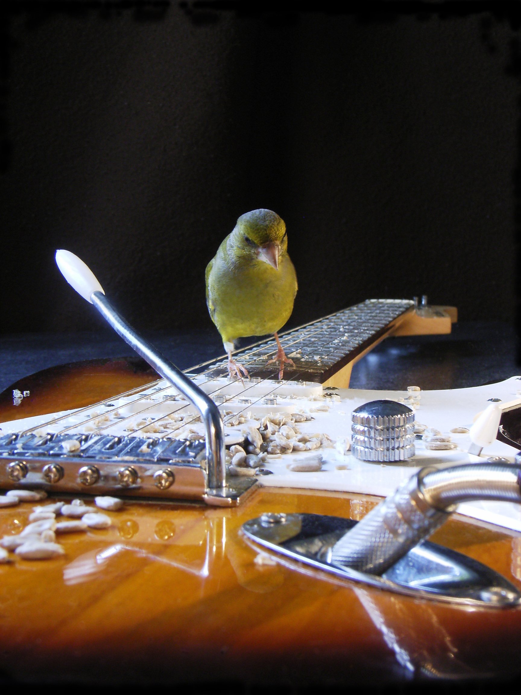Grünling auf E-Gitarre. Aus dem Klangkunstwerk Vogeltrommel