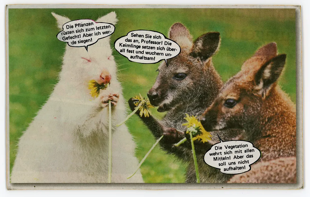 Postkarte mit drei Kängurus und Sprechblasen.