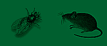 Fliege und Maus