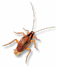 Bild Schabe Bild Schabe