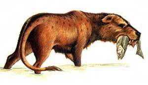 Mésonyx Baleine Islande