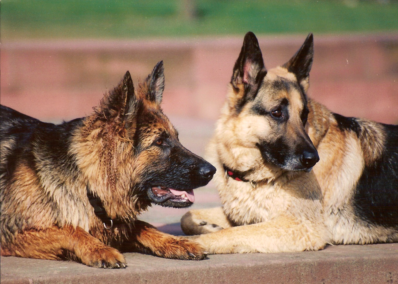 Mit Woodstock in Frankreich
