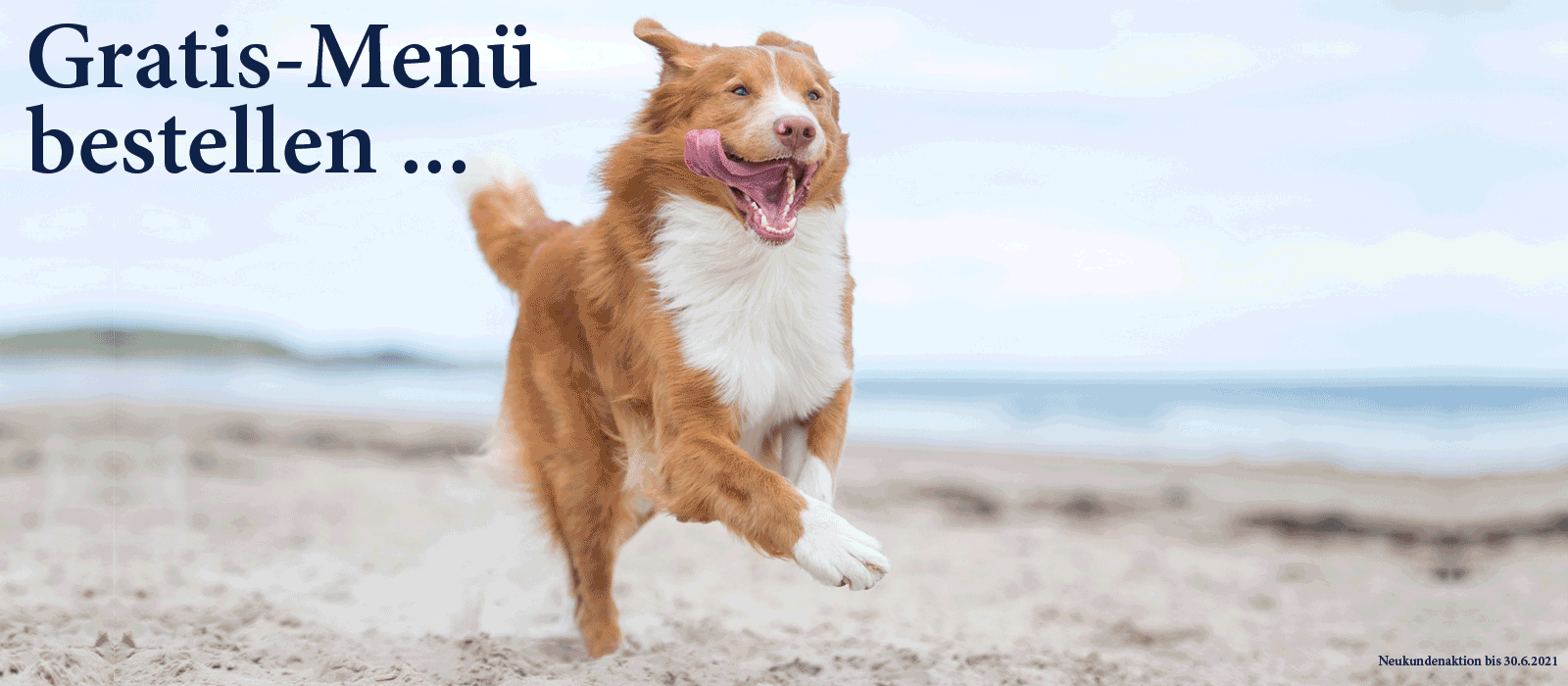 Das Bild zeigt den Header einer aktuellen oder ehemaligen Werbekampagne von Dinner for Dogs