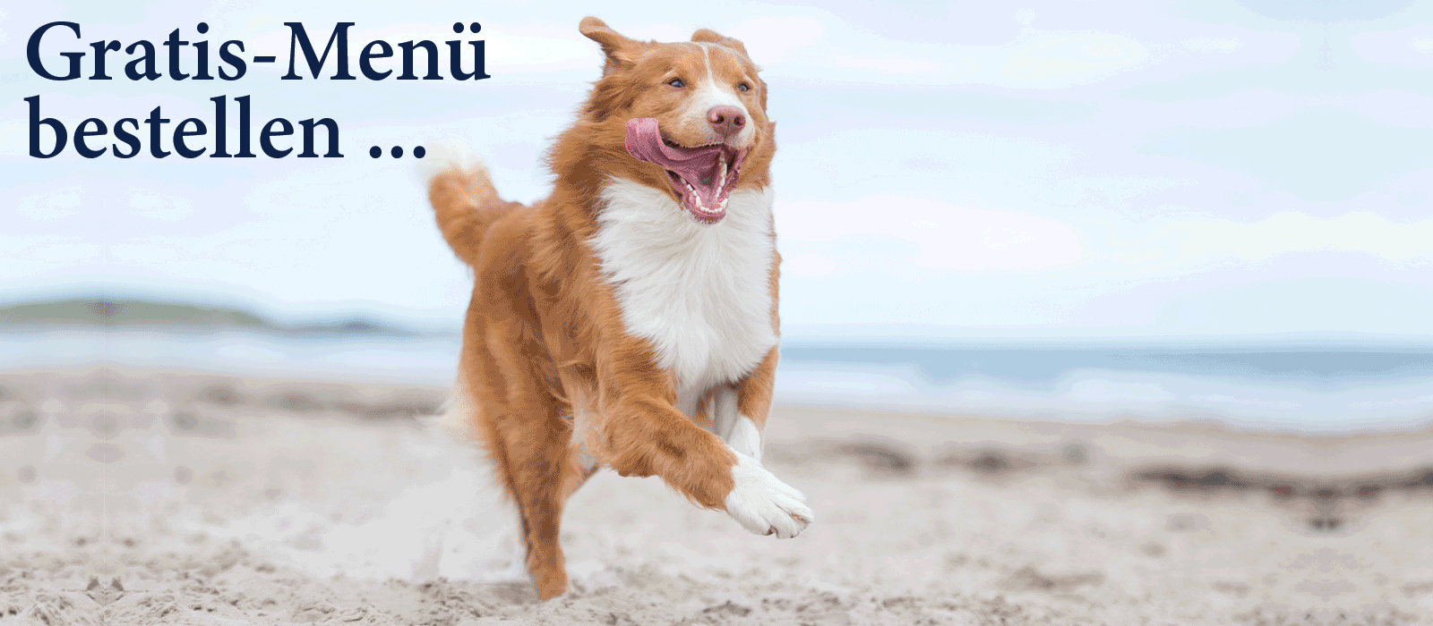 Das Bild zeigt den Header einer aktuellen oder ehemaligen Werbekampagne von Dinner for Dogs