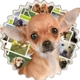 Das Bild beinhaltet einen Hund