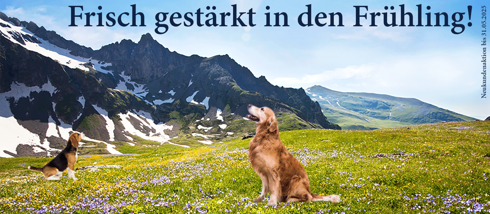 Das Bild zeigt den Header einer aktuellen oder ehemaligen Werbekampagne von Dinner for Dogs