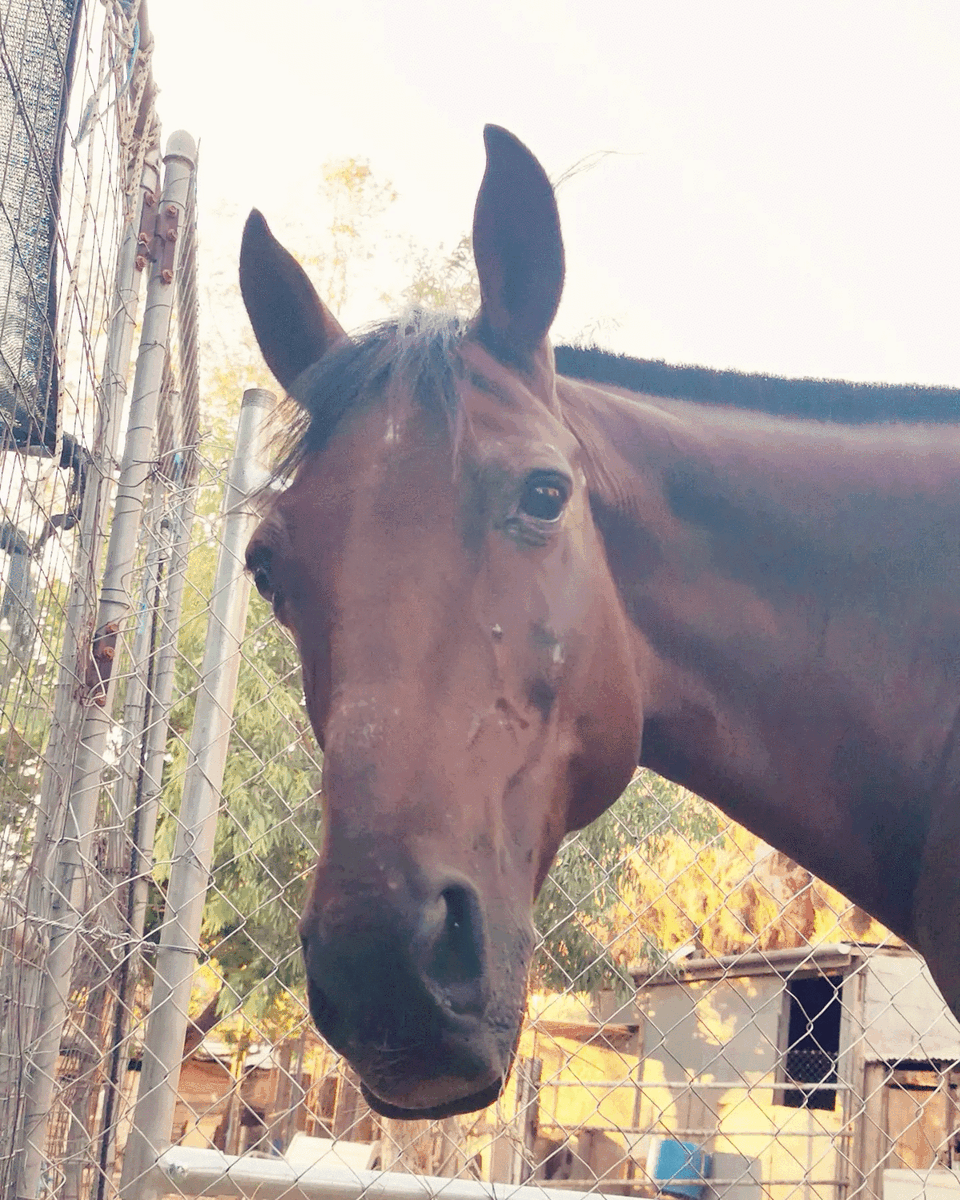 Aphrodite and Aris two of the trekking horses you will meet with Harriet's Hydra Horses on Hydra Island Greece.