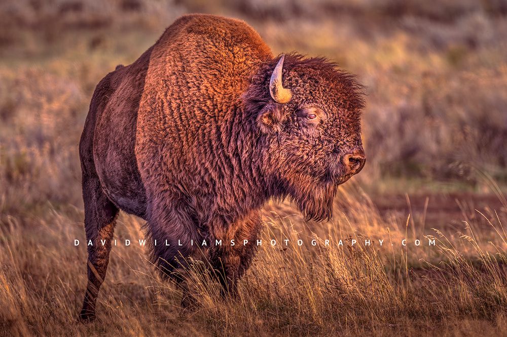 American Wildlife Fine Art Photography gallery — storytelling editorial images and fine art prints celebrating the wildlife of North America.