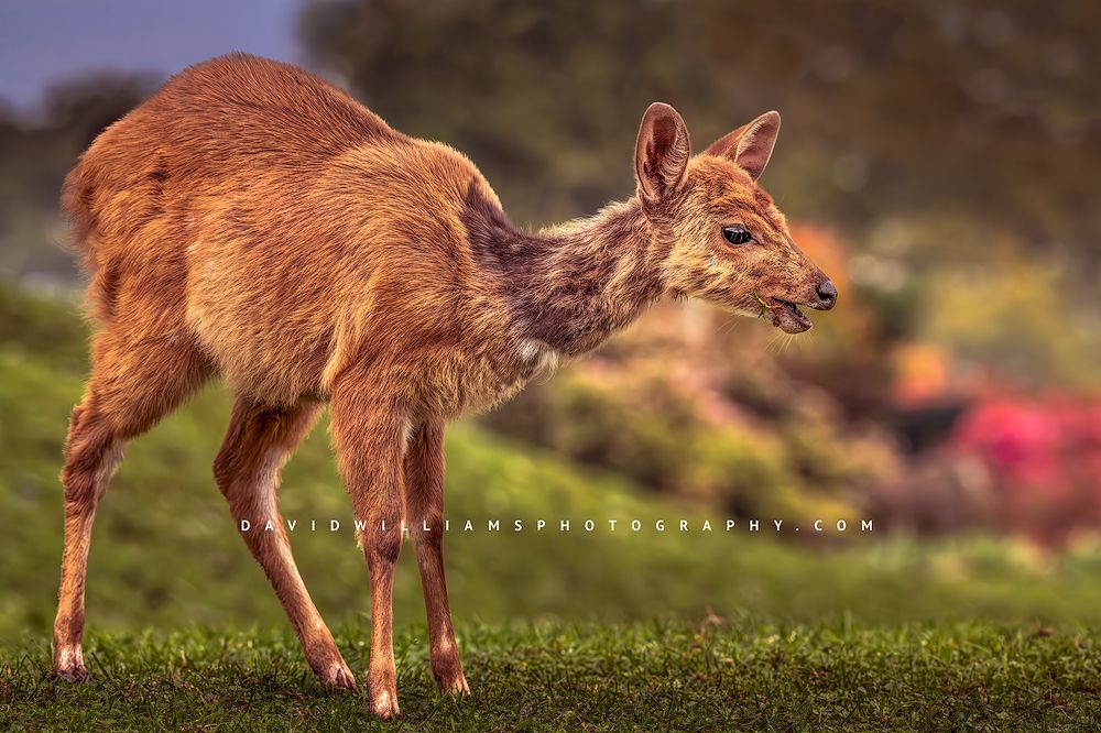 African Wildlife Fine Art Photography gallery — storytelling collection featuring editorial wildlife images and fine art prints from Africa.