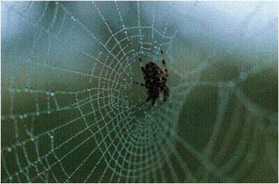 abreuvée dés l'aurore toile d'araignée perlée de rosée horizon-spirituel.com