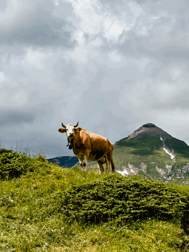 professionelle Fotos Mannheim