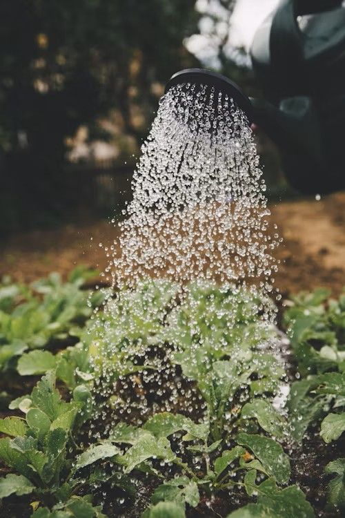 PETITS TRAVAUX DE JARDINAGE AMMERSCHWIHR - LES FEES DU RHIN