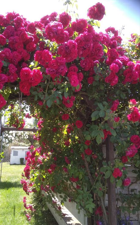 une femme taille un rosier chez un client sur Marckolsheim