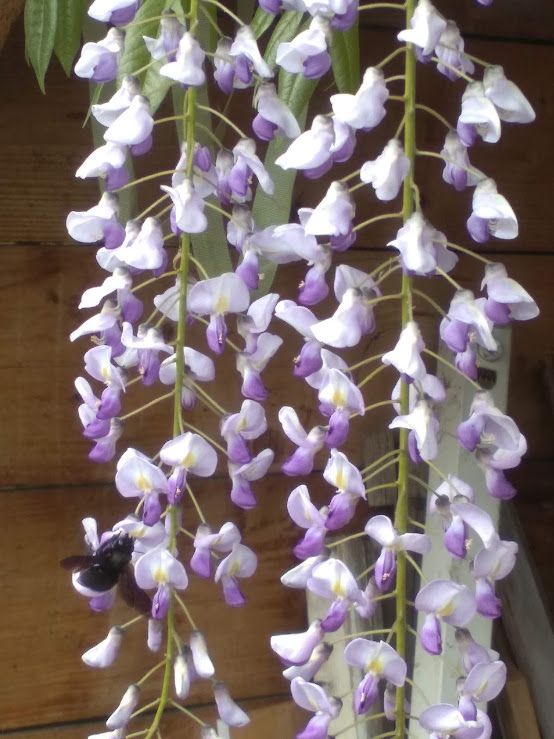 TRAVAUX DE JARDINAGE-BIESHEIM-LES-FEES-DU-RHIN