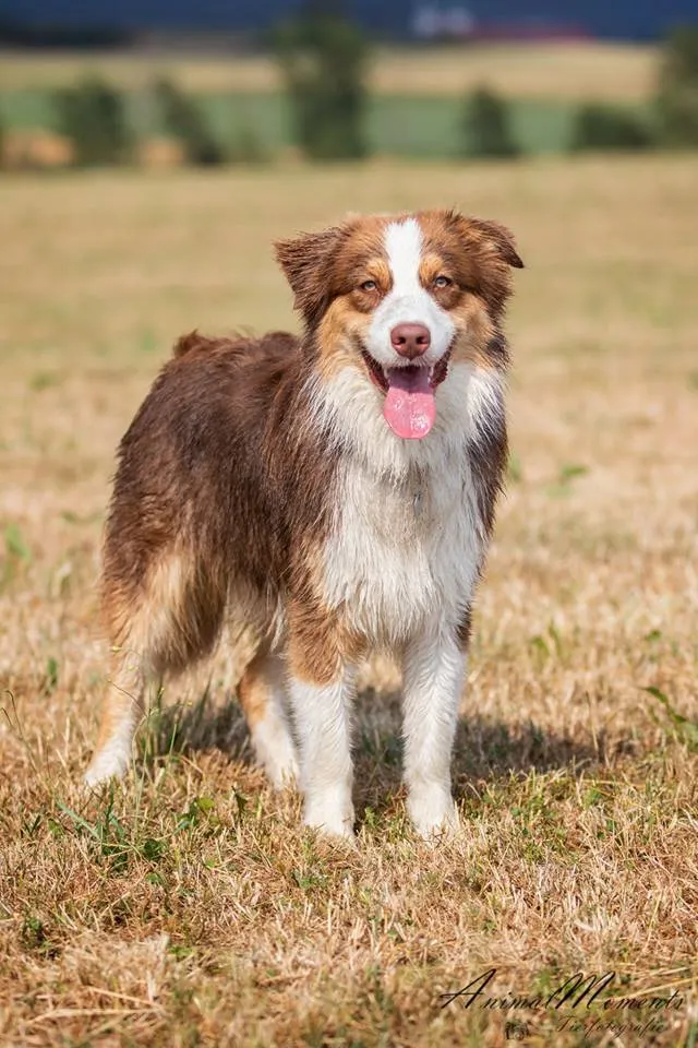 Australian Shepherd red tri/weith