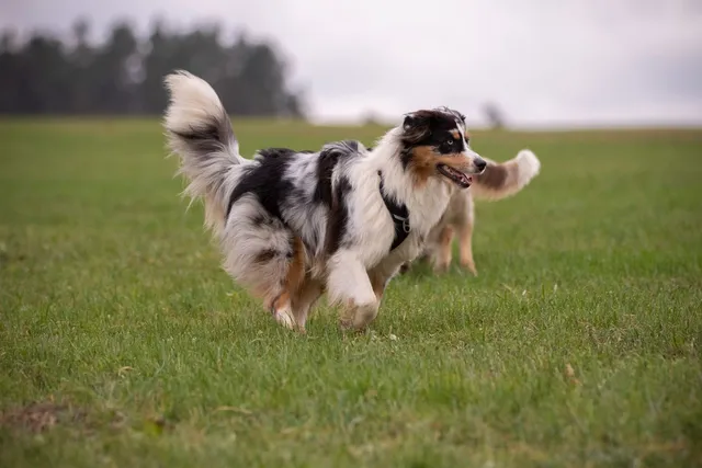 Australian Shepherd blue merle/cooper