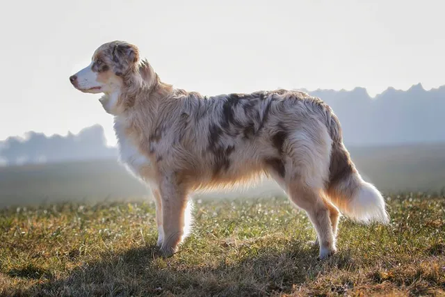 Australian Shepherd red merle