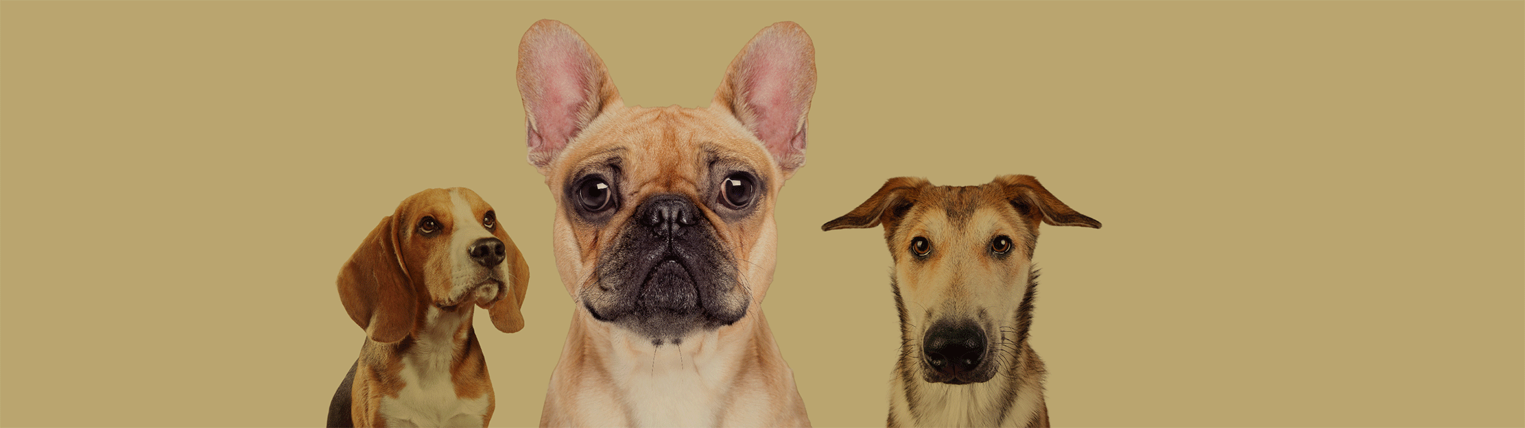 Das Bild zeigt Hunde mit dem Text