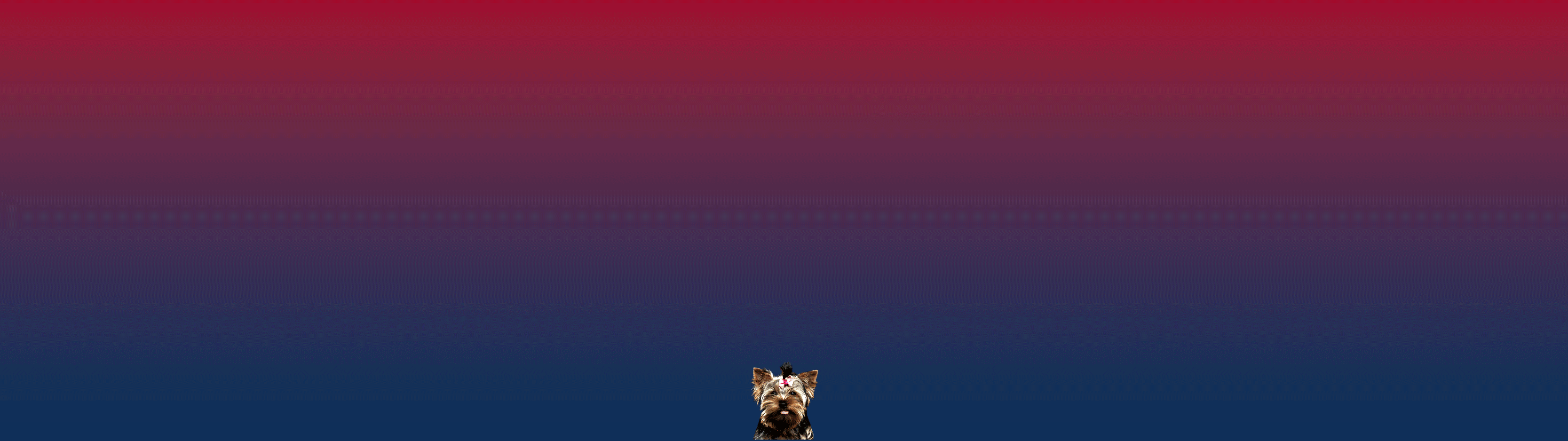 Das Bild zeigt verschiedene Hunde und den Text