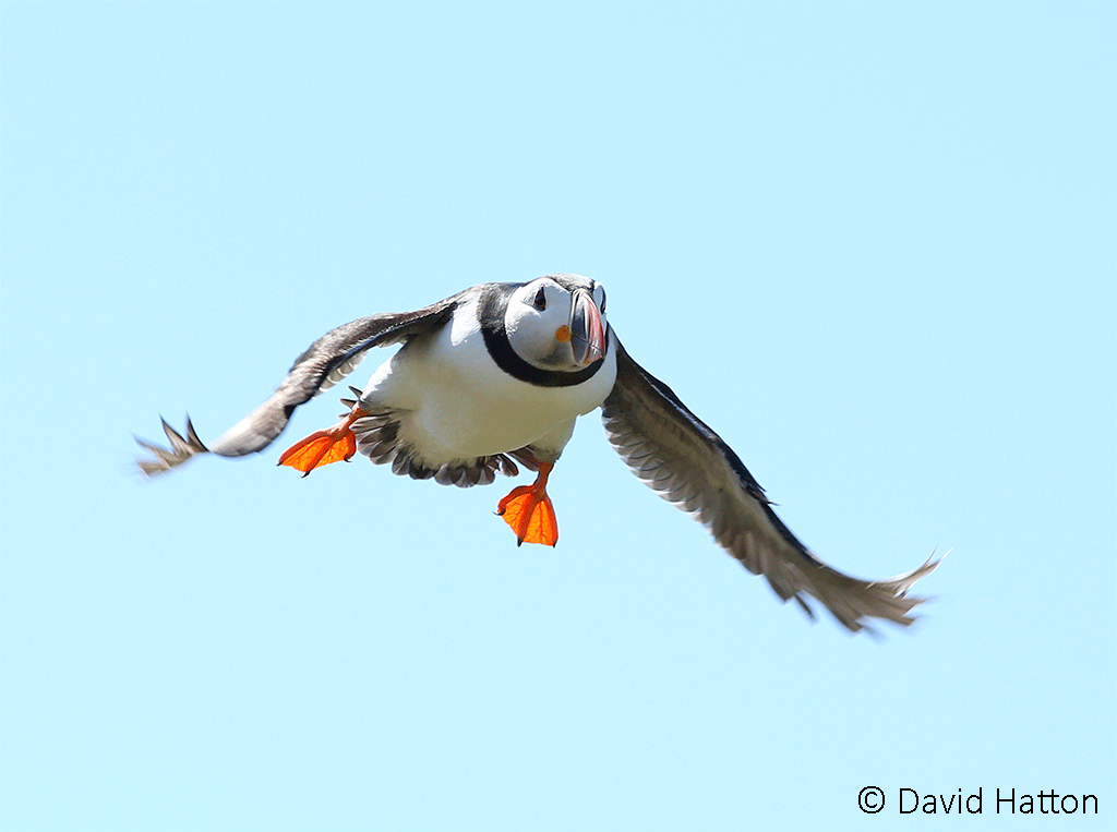 © David Hatton Puffin in flight photographed by David Hatton