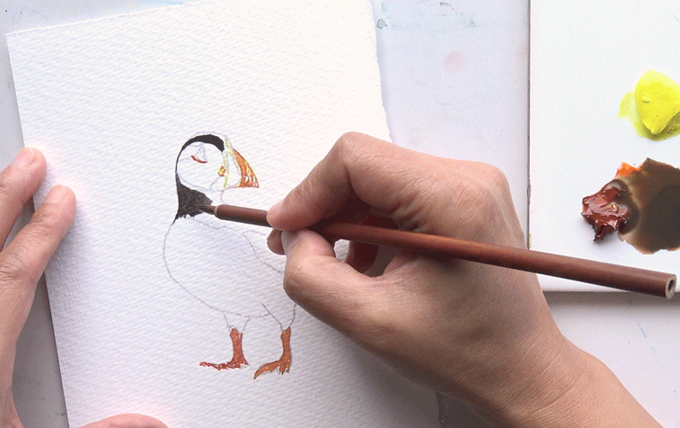 Painting the pencil drawn Puffin's neck from the A J Ludlow Watercolour Painting sets