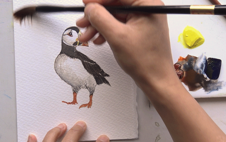 Painting the background of the pencil drawn Puffin design from the A J Ludlow Watercolour Painting sets